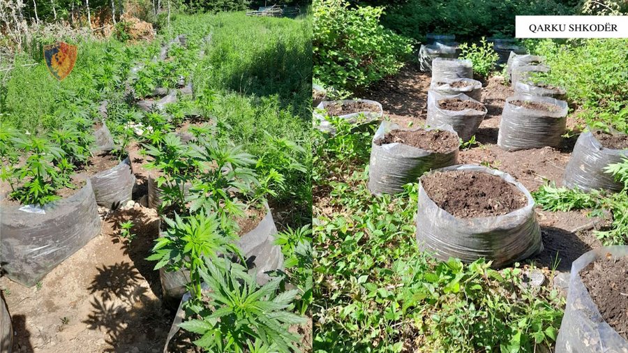 Asgjësohen 3679 fidanë dhe bimë Cannabis Sativa në