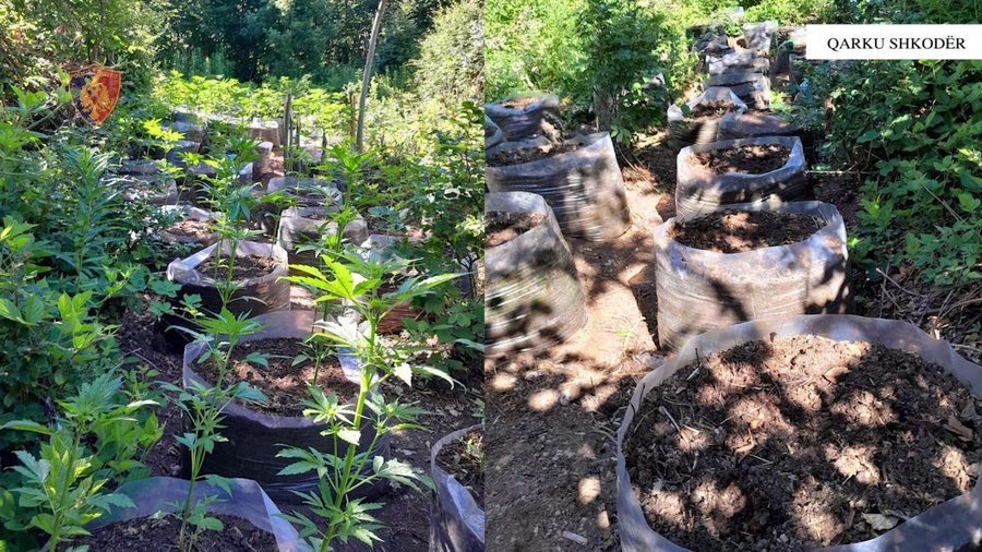 Asgjësohen 3679 fidanë dhe bimë Cannabis Sativa në