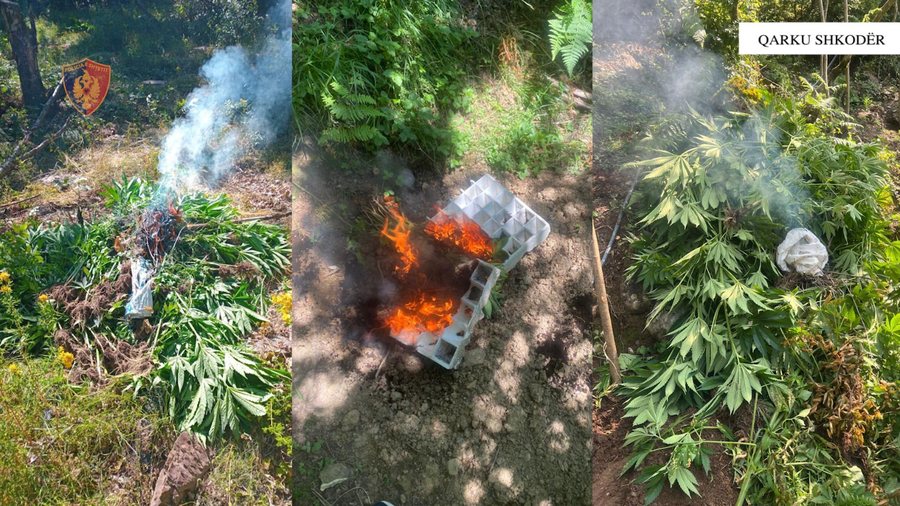 Asgjësohen 3679 fidanë dhe bimë Cannabis Sativa në
