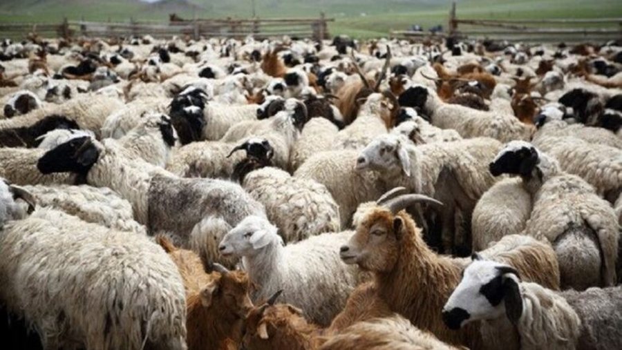 Minister Denaj: The small cattle plague situation is under control