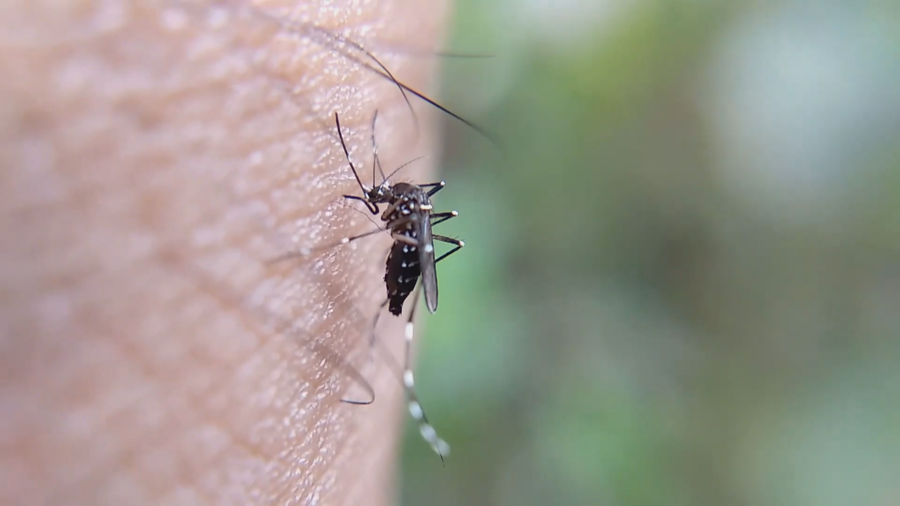 Danger from "West Nile Fever", be careful of mosquitoes, the disease