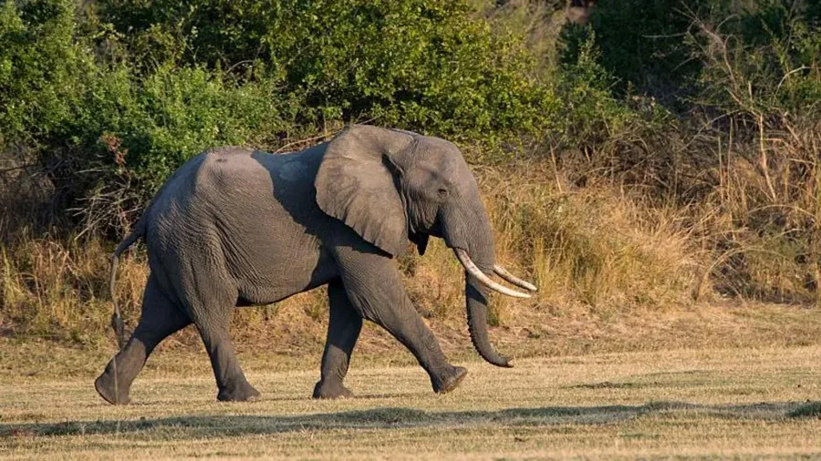 Elefanti vret dy gra të moshuara në safari