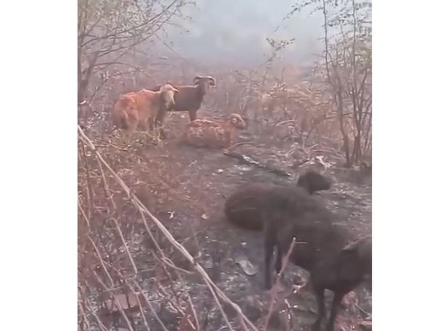 Digjen të gjalla bagëtitë në Delvinë, pronari akuza