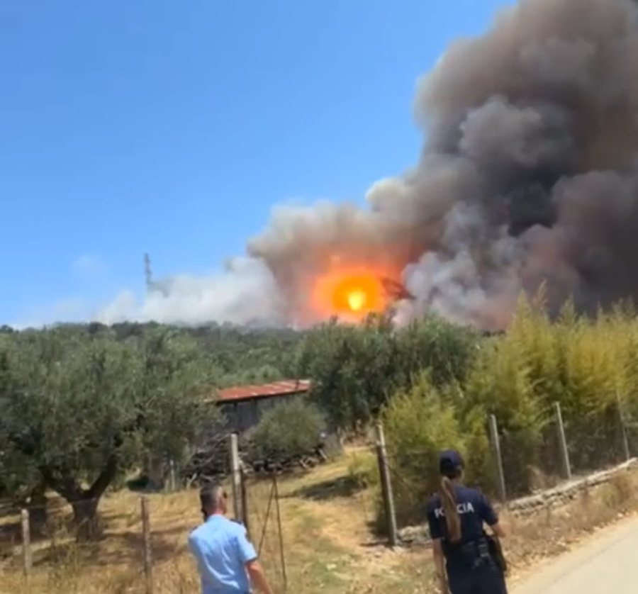 Ndezi zjarr për mbeturinat, por u dogjën 225 rrënjë ulliri,
