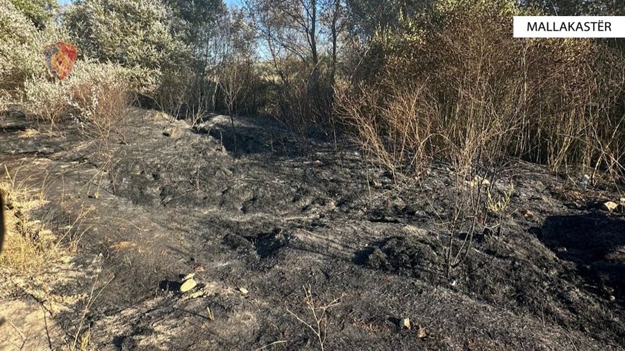 Hundreds of olive trees and shrub areas burned, two arrested in Divjaka and