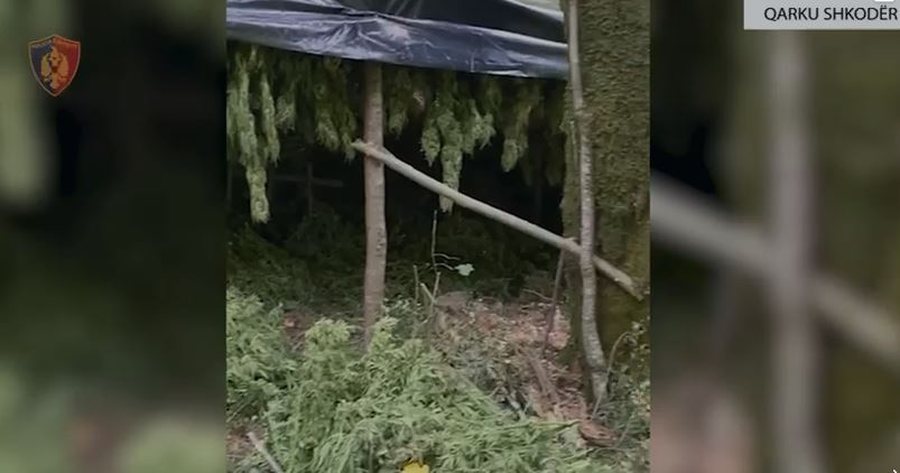Asgjësohen mbi 16 mijë bimë narkotike në Shkodër,