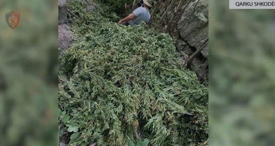 Asgjësohen mbi 16 mijë bimë narkotike në Shkodër,