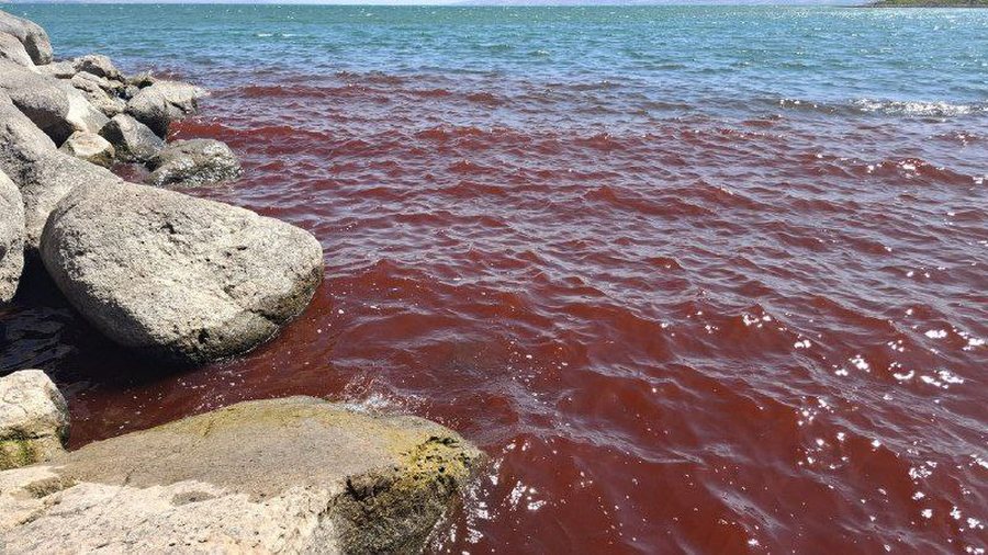 Like Pharaoh's plagues... the waters of the Sea of Galilee in Israel turn