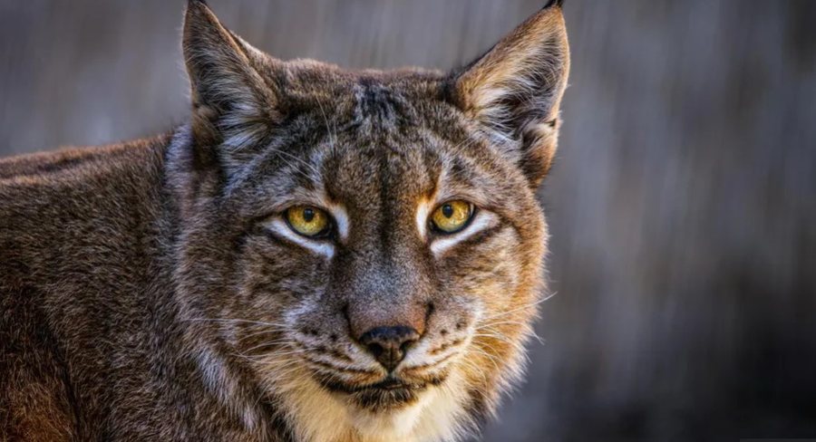Habit kopshti zoologjik danez: Na jepni kafshët që nuk dëshironi