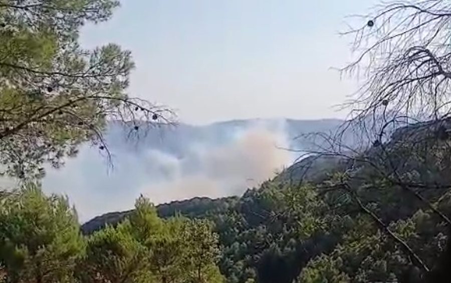 Patos, zjarr masiv në pyllin me pisha dhjetravjeçarë