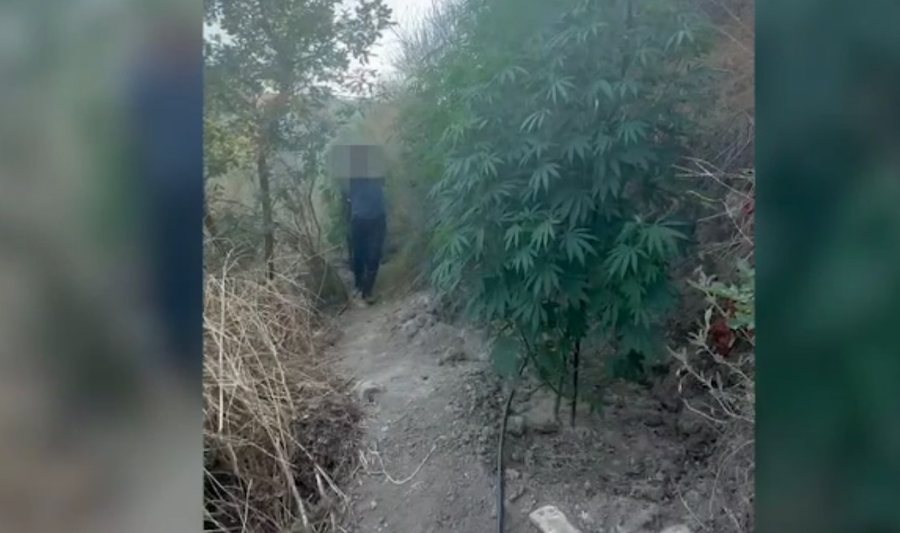 Kapet në flagrancë duke kultivuar kanabis, arrestohet