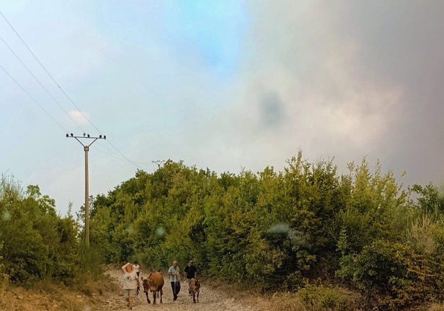 Policia e Elbasanit, thirrje banorëve: Bashkëpunoni me punonjësit