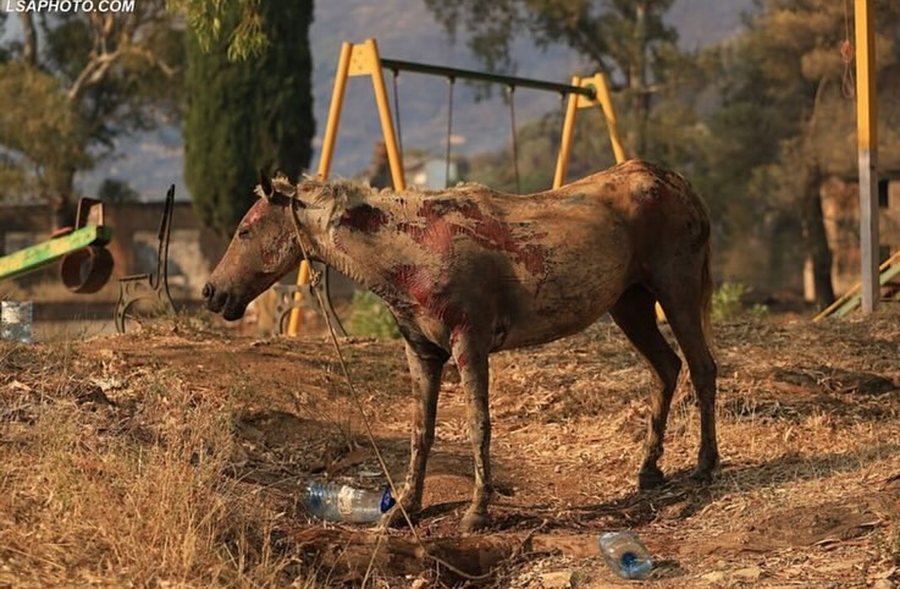 Zjarret në Delvinë, Autoriteti i Veterinarisë bën bilancin e