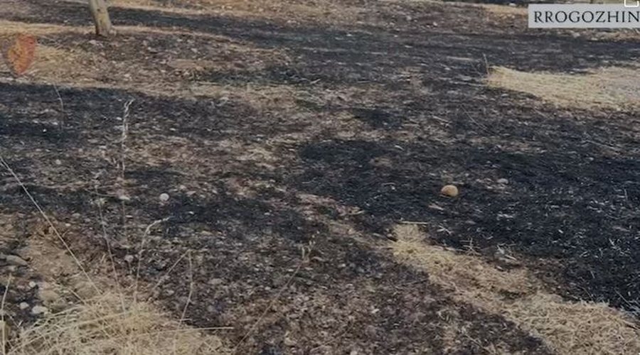 U dogj një sipërfaqe e madhe me pemë frutore, arrestohet autori i