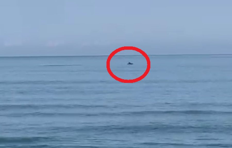 Delfinët shfaqen në plazhin e Darzezës, surprizojnë