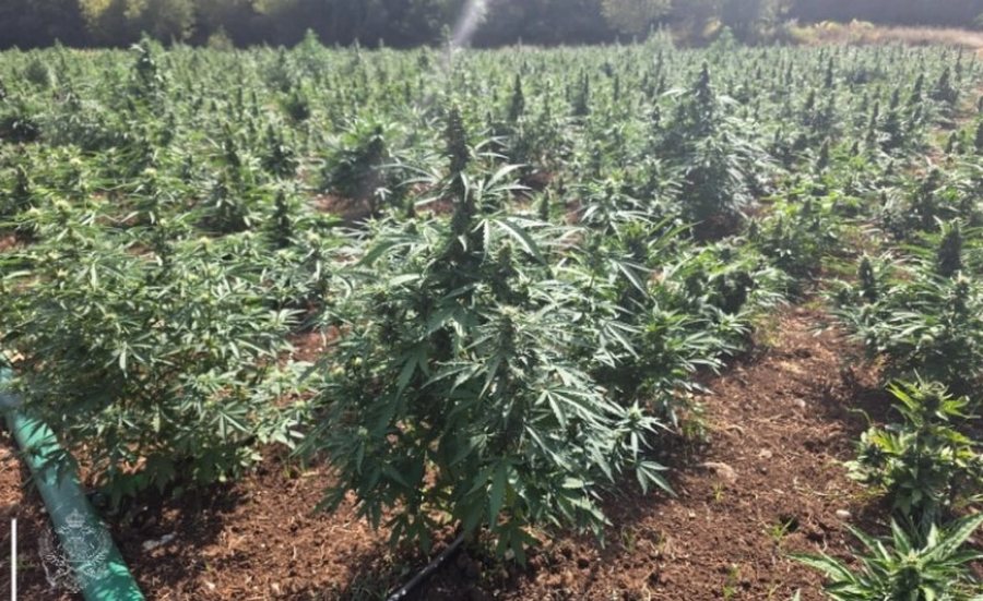 Zbulohet plantacioni më i madh i marijuanës në Mal të Zi, dy
