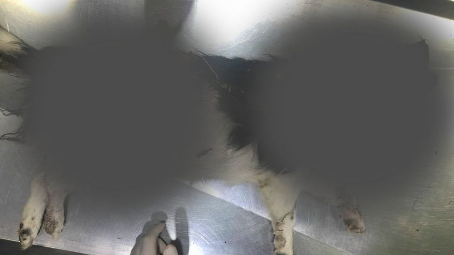 Shkodër, qeni i rrahur barbarisht gjendet i hedhur në qese plehrash