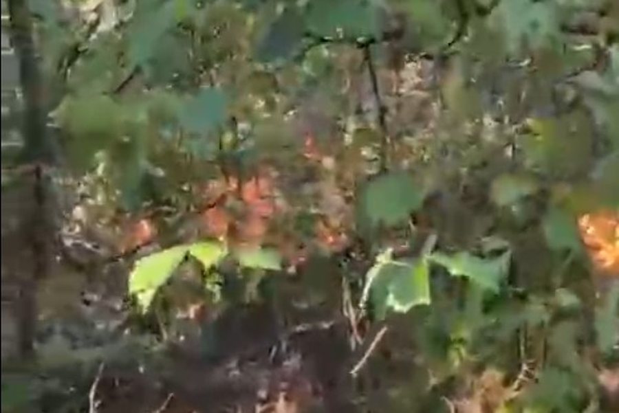 Zjarr në Devoll, era përhap flakët