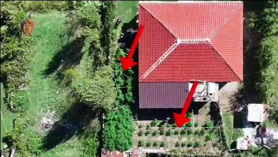 Kultivim kanabisi në oborrin e shtëpisë, një i arrestuar dhe
