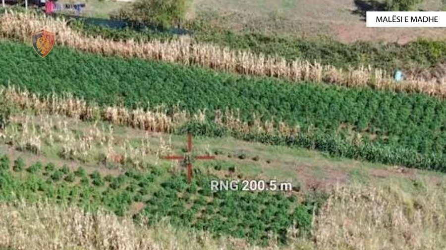 Kultivuan 5093 bimë kanabis, arrestohen 2 persona në Malësi