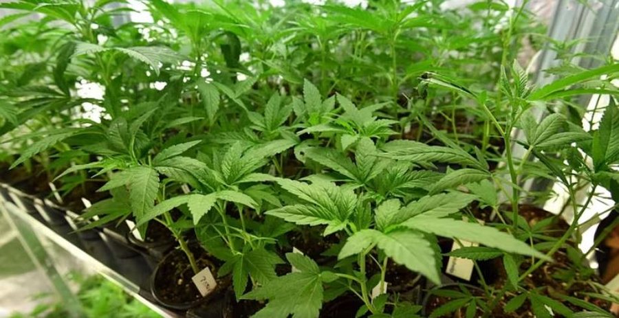 Mbolli marijuanë në shtëpi për të paguar trajtimin e