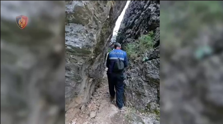 Zbulohen dhe asgjësohen 4600 rrënjë kanabis të fshehura pas