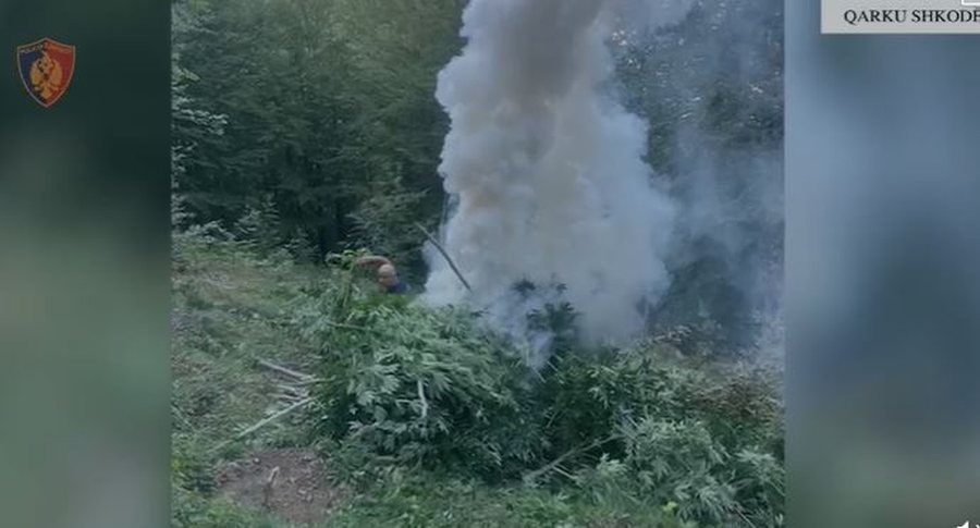 Asgjësohen 1723 bimë kanabis në Shkodër, arrestohen