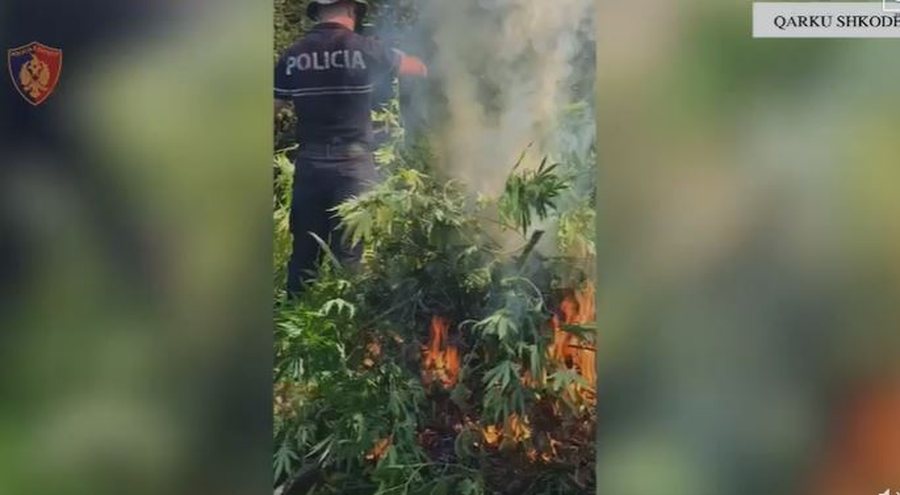 Asgjësohen 1723 bimë kanabis në Shkodër, arrestohen