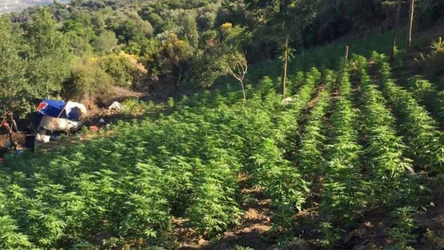 Aksion i policisë greke pranë kufirit shqiptar, zbulohen 2 mijë