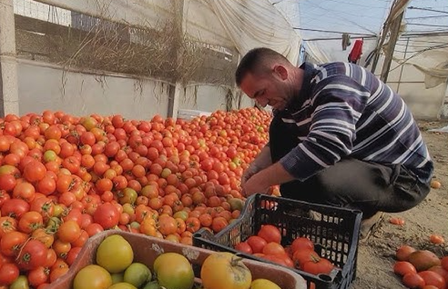 Fondi 20 milionë euro, 801 fermerë aplikojnë për