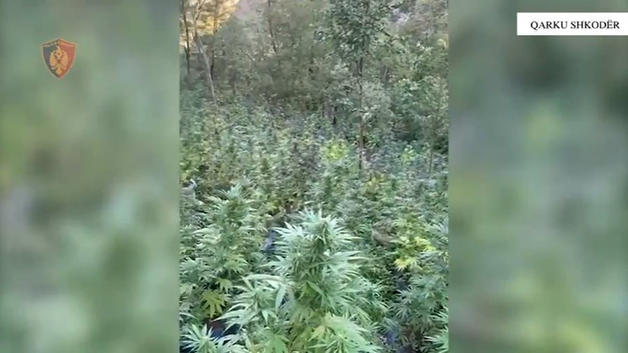 Zbulohen 4000 rrënjë kanabis në Shkodër, e pësojnë