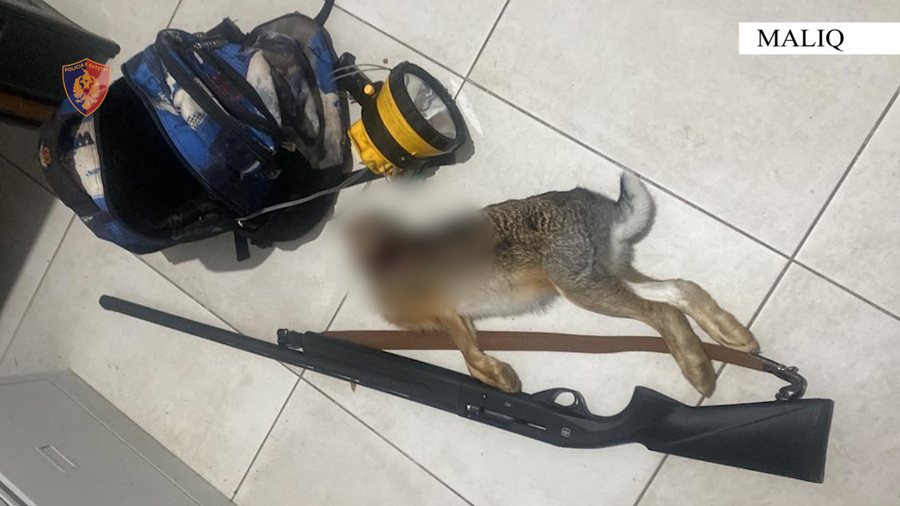 Policia: Procedohen tre gjahtarë në Maliq, sekuestrohet lepuri
