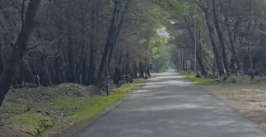 Pishat e dëmtuara rrëzohen në rrugë, Pylli i Sodës i