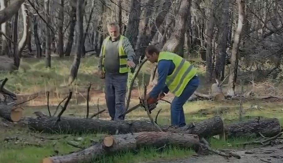 Pishat e dëmtuara rrëzohen në rrugë, Pylli i Sodës i