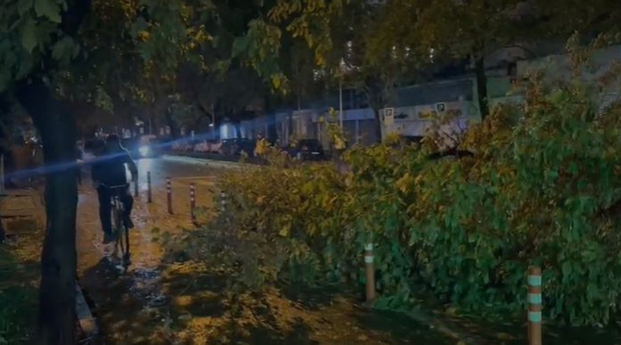 Rënie pemësh dhe inertesh nga reshjet e shiut dhe era e fortë