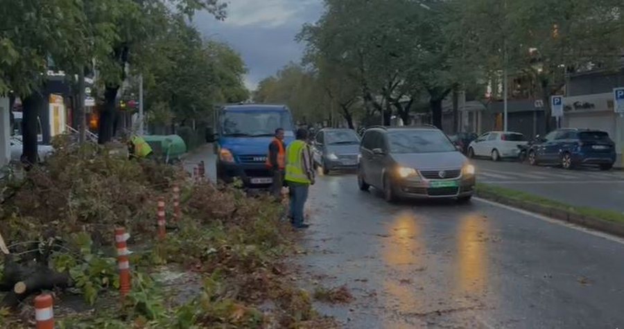 Rënie pemësh dhe inertesh nga reshjet e shiut dhe era e fortë