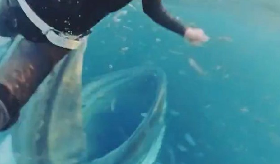 Në gojën e balenës, 45-vjeçarja rrezikon të