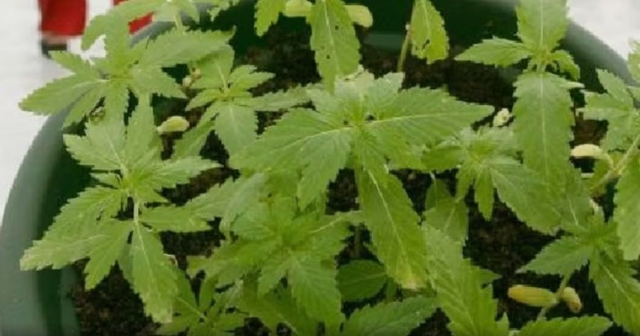 Zbulohet “bunkeri” me kanabis në Itali