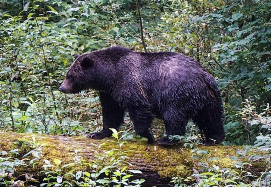 Ariu i murrmë sulmon nxënësit dhe mësuesit në Kanada,