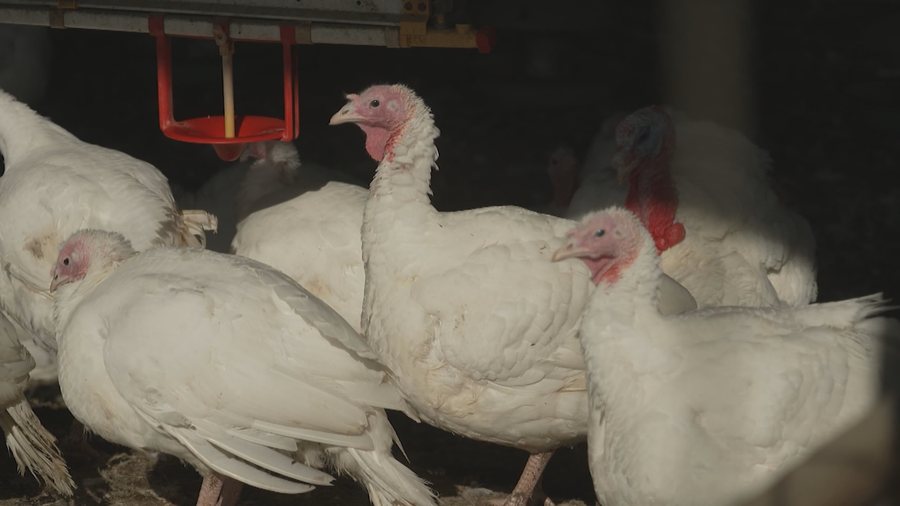 Mungesë gjelash deti në SHBA, 82 milionë amerikanë