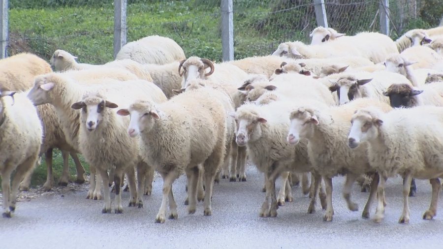 Ankohen blegtorët: Mos merrni vendime pa pyetur se ku pikon çatia