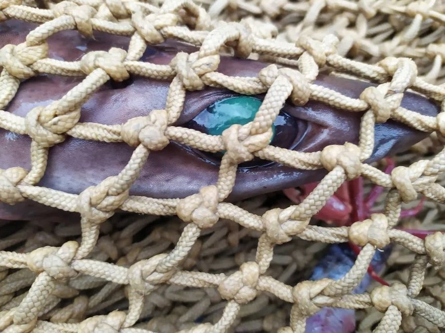 Peshkaqenët misteriozë të thellësive po zhduken për