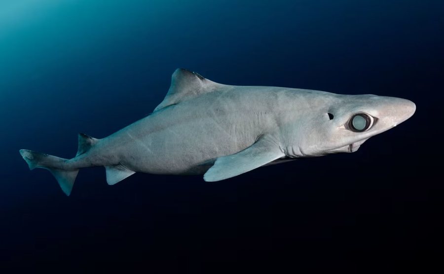 Peshkaqenët misteriozë të thellësive po zhduken për