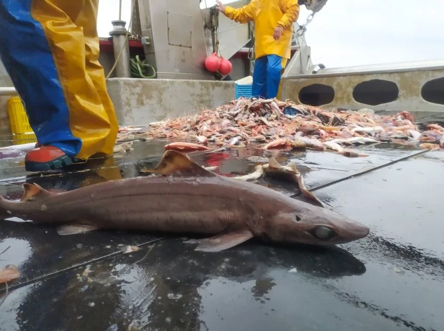 Peshkaqenët misteriozë të thellësive po zhduken për