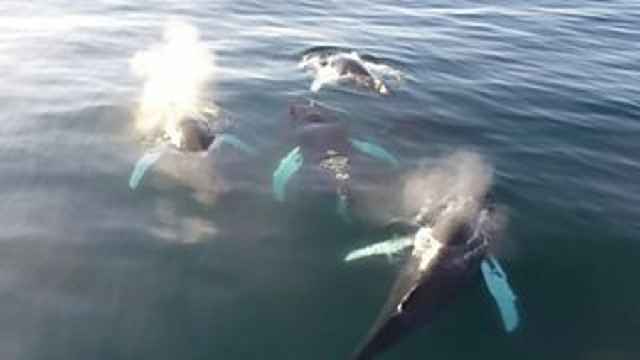 Dron&euml;t zbulojn&euml; virus vdekjeprur&euml;s n&euml; frym&euml;n e balenave