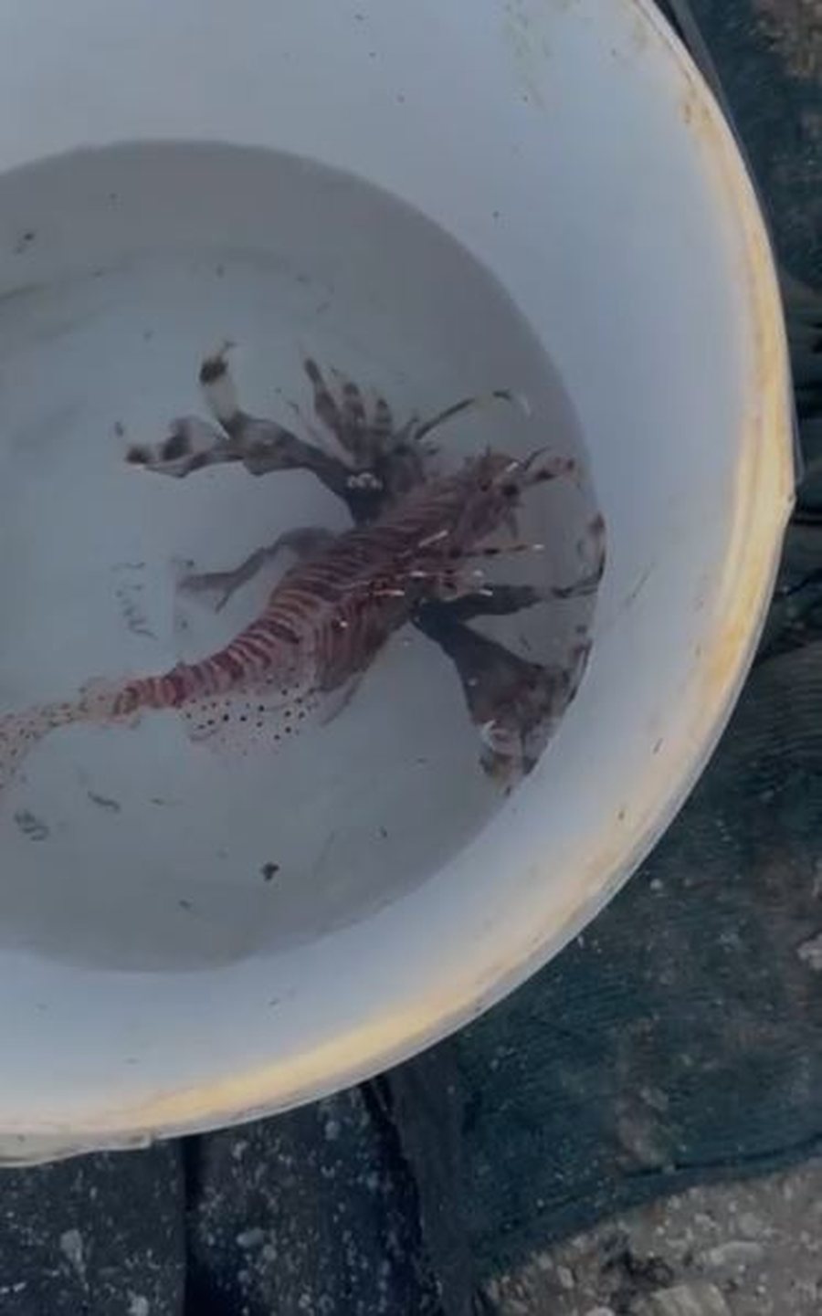 Kapet në Vlorë peshku i rrezikshëm