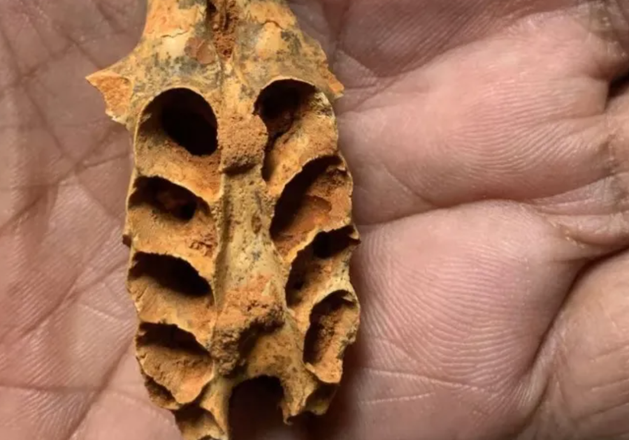 Zbulim i mahnitsh&euml;m: Blet&euml;t ngrit&euml;n folen&euml; n&euml;