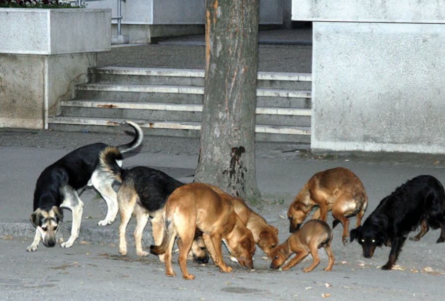 Qent&euml; endacak&euml; sulmojn&euml; 8-vje&ccedil;arin n&euml; Durr&euml;s