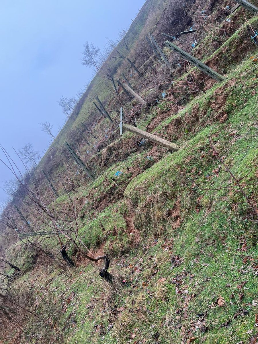 Rr&euml;shqitje dherash n&euml; &Ccedil;&euml;rrav&euml;, rrezikohet nj&euml;