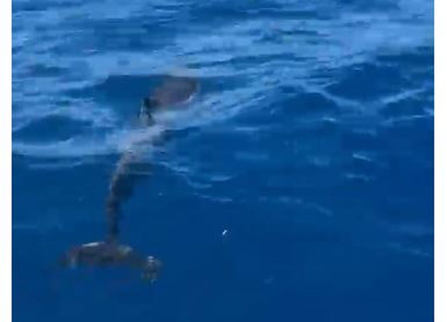 Delfin&euml;t surprizojn&euml; turist&euml;t n&euml; uj&euml;rat e Karaburunit